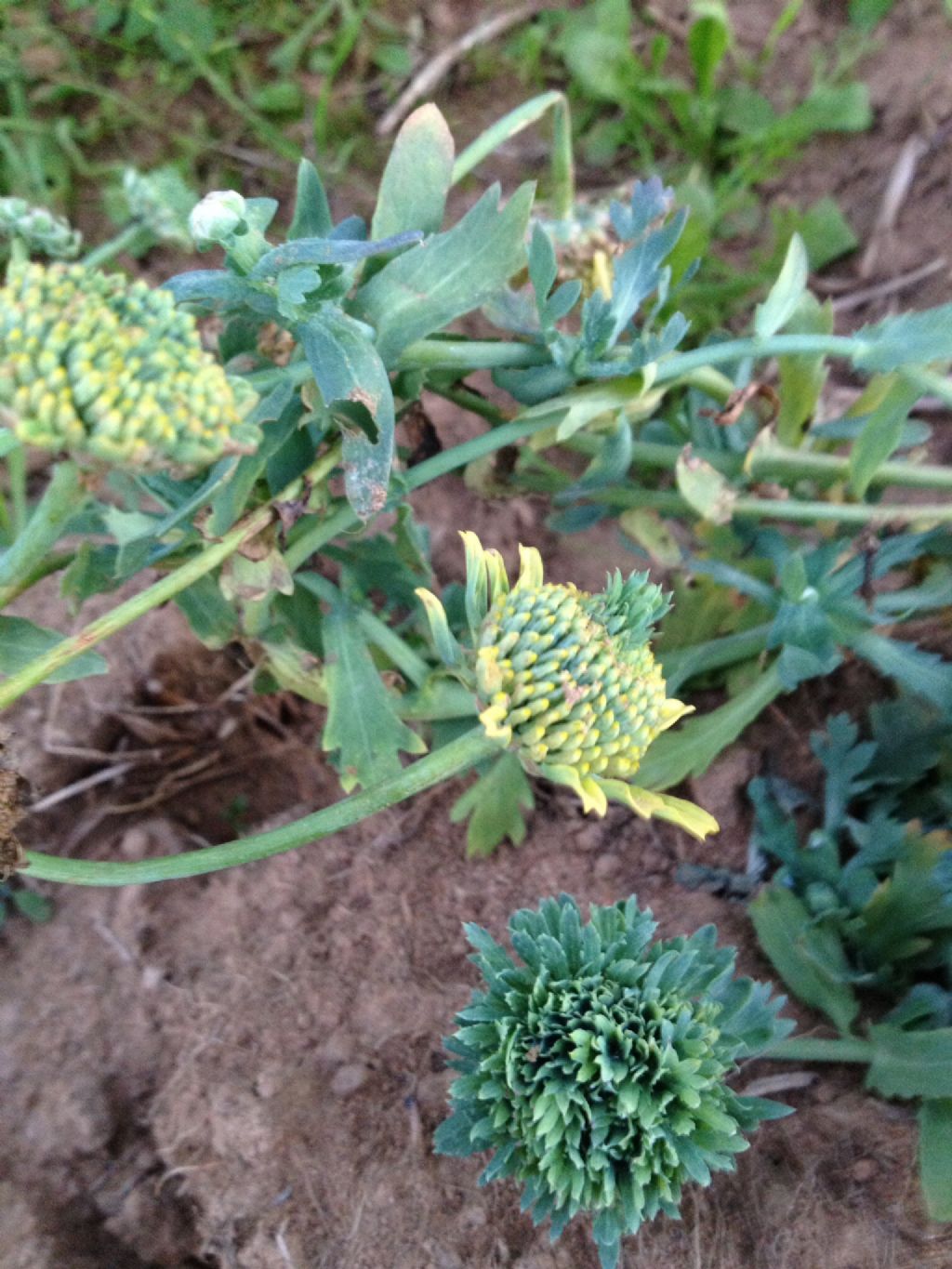 Lusus di Glebionis segetum (Asteraceae)